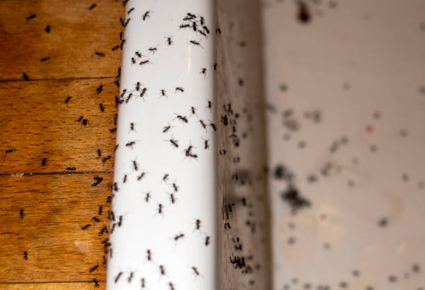 Best Ant Control Services  in North Fort Myers, FL