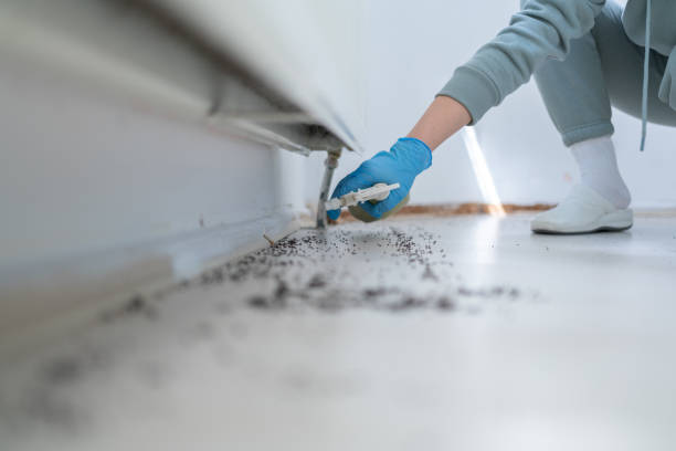 Best Termite Control Services  in North Fort Myers, FL